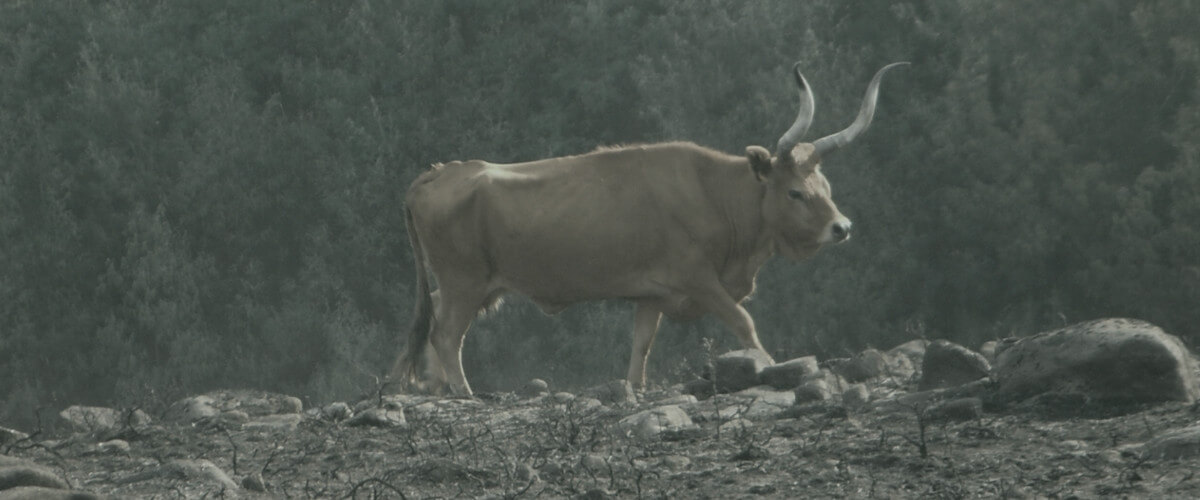 Fotografia de um bovino castanho, com grandes cornos encurvados, a caminhar num terreno queimado, cheio de galhos e pedras enegrecidas, com uma mata de acácias por trás.